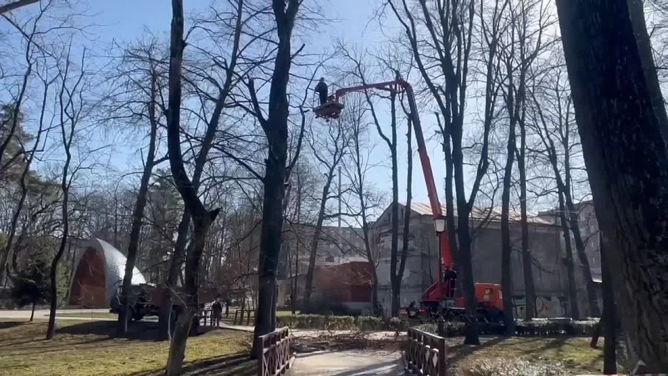 Шесть аварийных деревьев срубят в Центральном парке Владикавказа