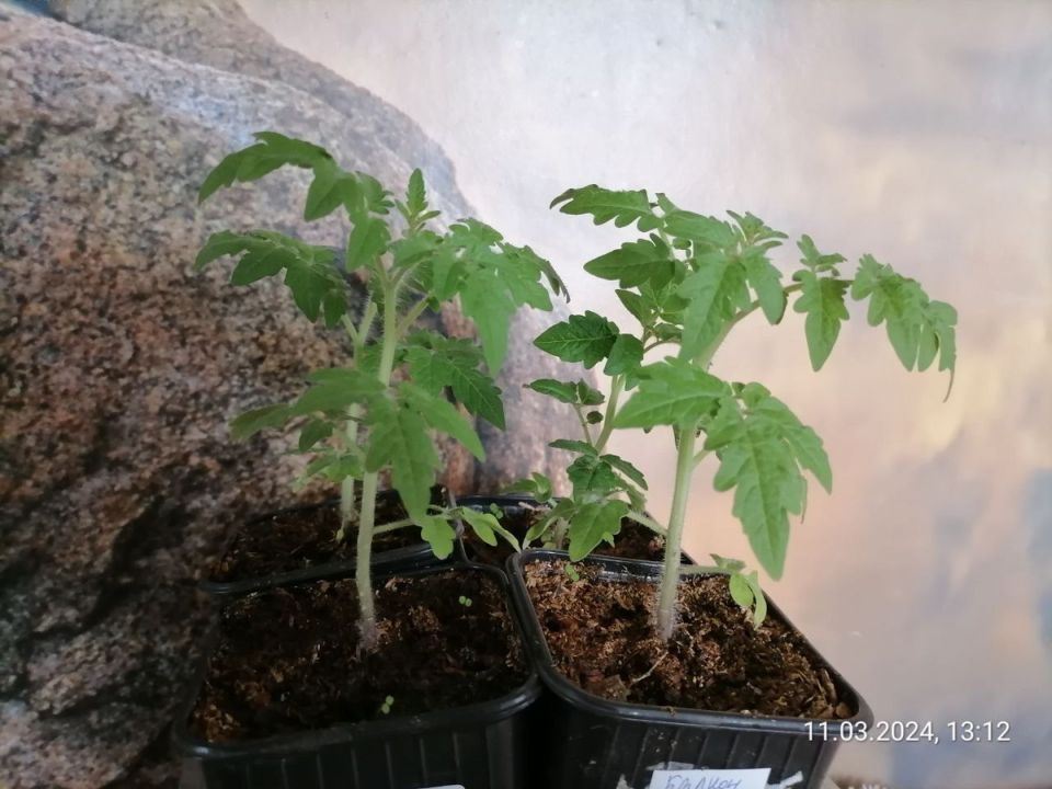 ������ �� �����������: �������� ���������� �������