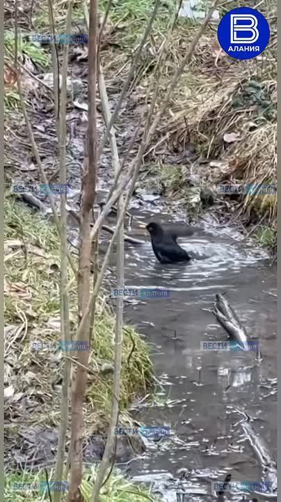 А вы видели, как скворец устраивает себе водные процедуры?