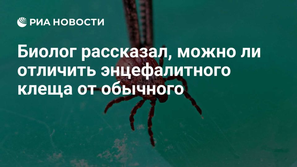 Отличить энцефалитного клеща от обычного по внешним признакам нельзя, рассказал РИА Новости член общественного совета Росприроднадзора Дмитрий Федоров