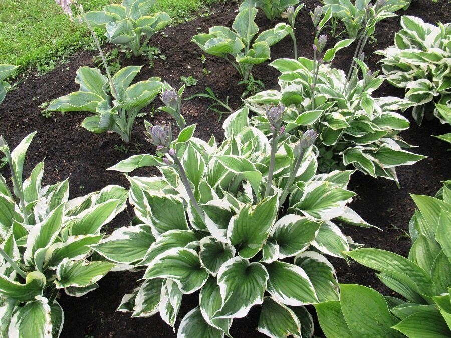 Как размножить хосту и какие растения выбрать для её соседей