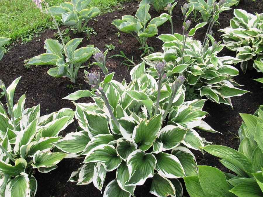 Как размножить хосту и какие растения выбрать для её соседей