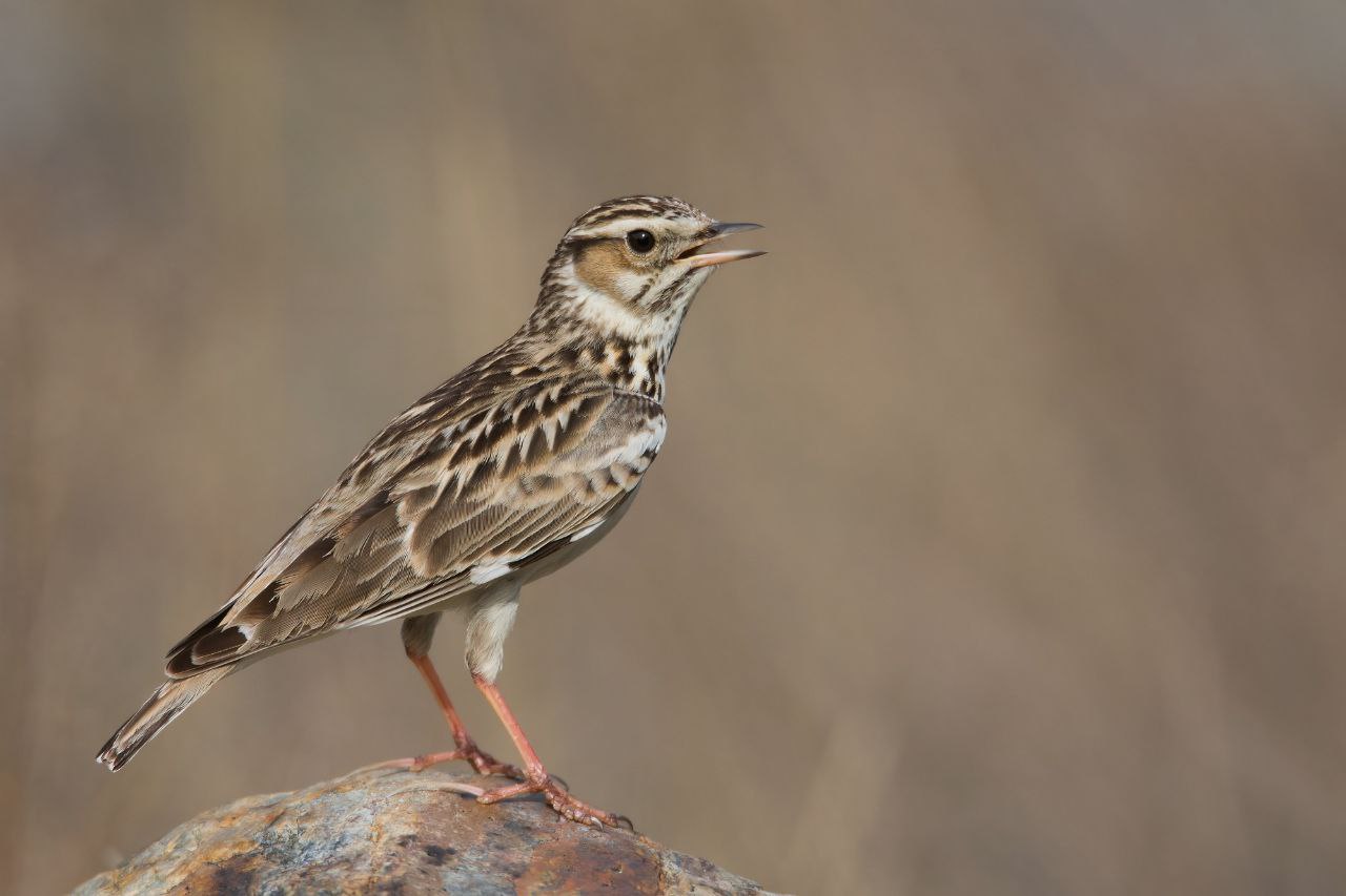 Весенняя миграция птиц набирает обороты, вот уже и в окрестностях города слышна песня лесного жаворонка (лат Весенняя миграция птиц набирает обороты, вот уже и в окрестностях города слышна песня лесного жаворонка (лат