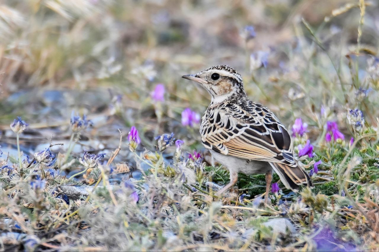 Весенняя миграция птиц набирает обороты, вот уже и в окрестностях города слышна песня лесного жаворонка (лат Весенняя миграция птиц набирает обороты, вот уже и в окрестностях города слышна песня лесного жаворонка (лат