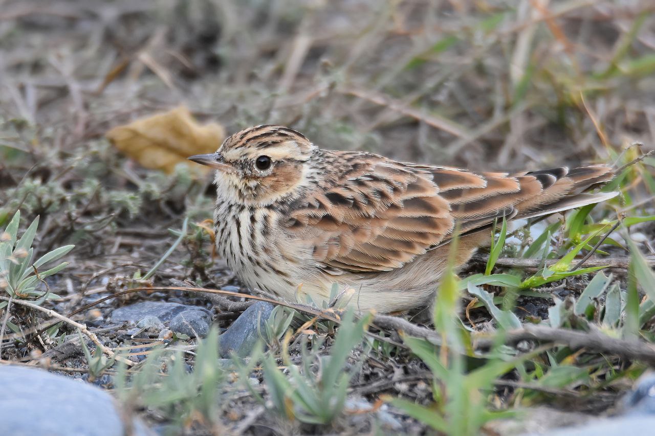 Весенняя миграция птиц набирает обороты, вот уже и в окрестностях города слышна песня лесного жаворонка (лат