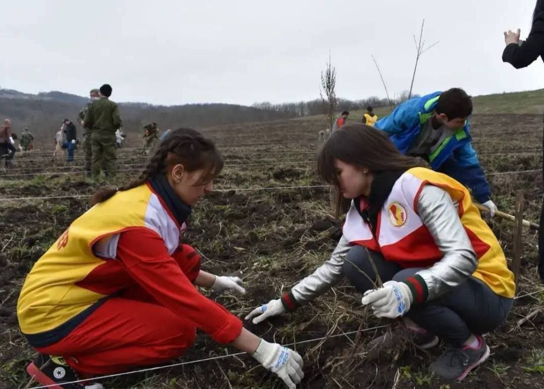 65 тыс. деревьев планируют вы садить в 2026 году в Северной Осетии