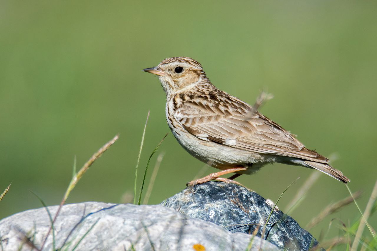 Весенняя миграция птиц набирает обороты, вот уже и в окрестностях города слышна песня лесного жаворонка (лат Весенняя миграция птиц набирает обороты, вот уже и в окрестностях города слышна песня лесного жаворонка (лат