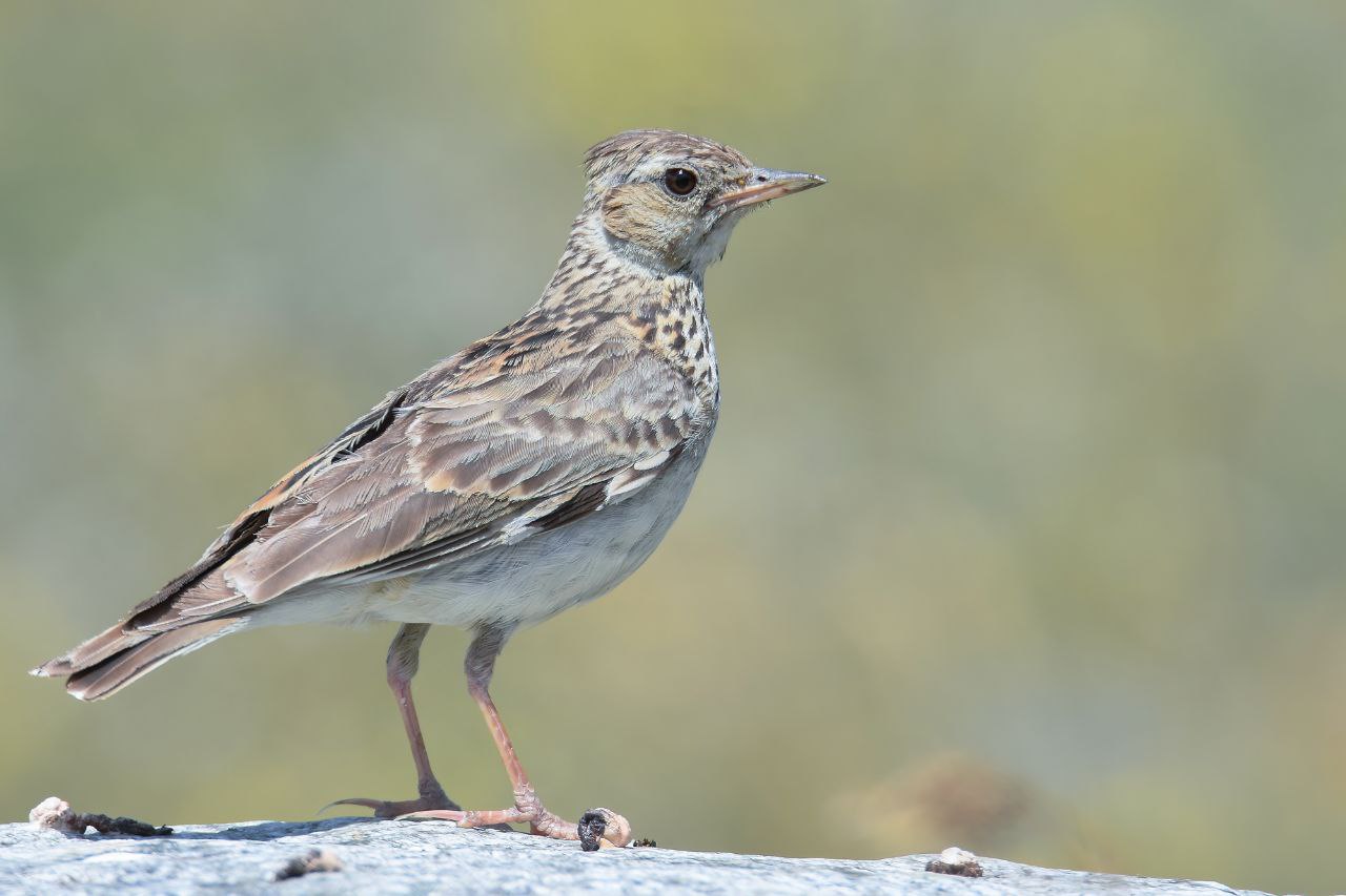 Весенняя миграция птиц набирает обороты, вот уже и в окрестностях города слышна песня лесного жаворонка (лат Весенняя миграция птиц набирает обороты, вот уже и в окрестностях города слышна песня лесного жаворонка (лат