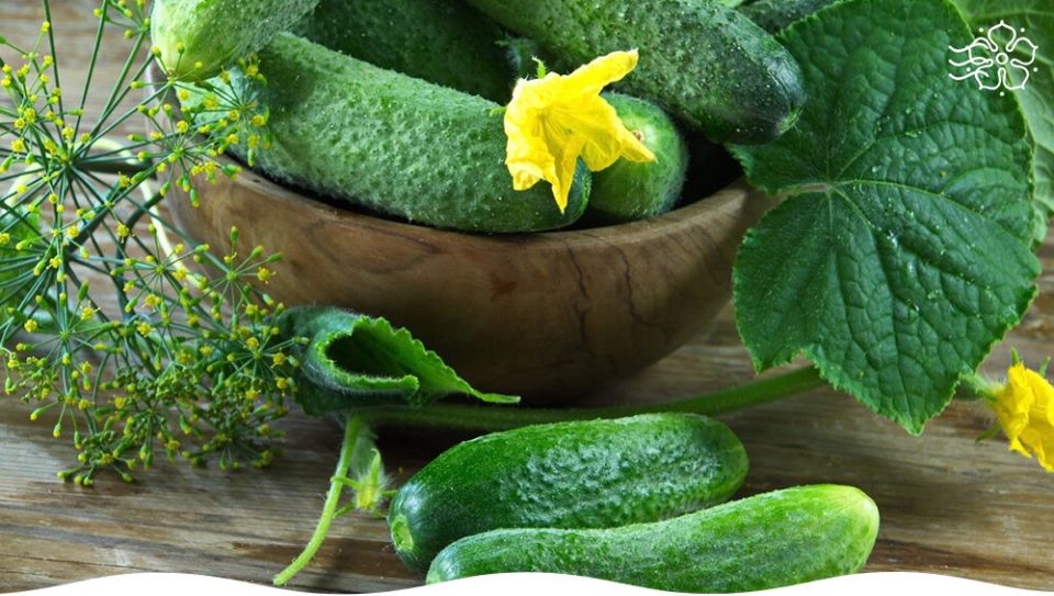 ������ ������� ������� ��� ��������� ���������