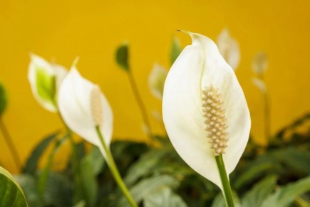 ���� �� ������������� � �������: �������� ������� ��� �������� ������