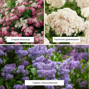 Как добавить объема вашему саду с помощью кустарников