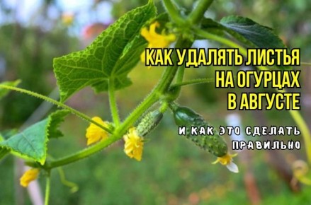 ������ �������: ��� ��������� �������� � � ���� ��� ��������