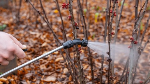 Как подготовить сад к зиме: секреты осенней обработки