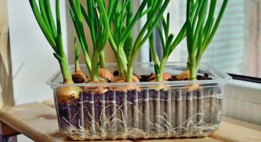 ������ ��� �� �����������: ��� ������� ������� ����������� �����