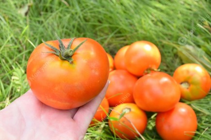 Томаты, которые не боятся ни жары, ни дождя