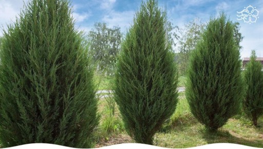 Можжевельник Хиберника: идеальный спутник для стильного сада