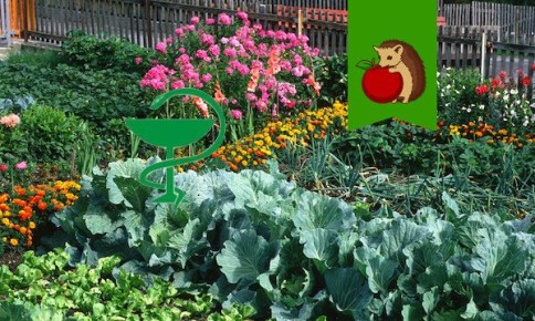 Необычные аптечные покупки для дачного сезона: что стоит взять с собой