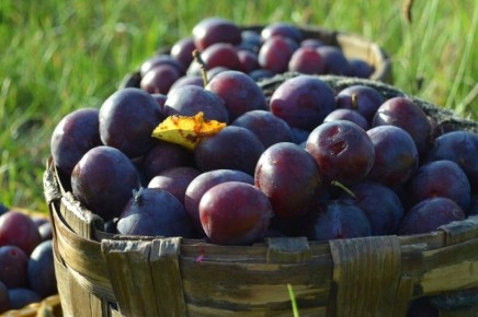 ��� �������� ����� �� ����������: �������� ������