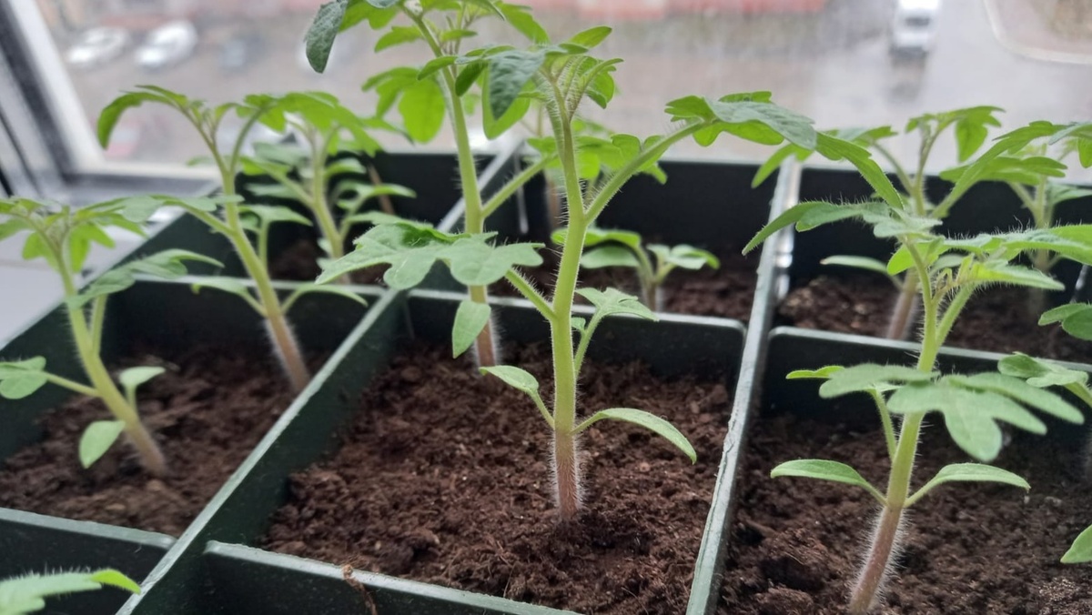 Цены на удобрения резко подскочили, а дачники находят неожиданные решения