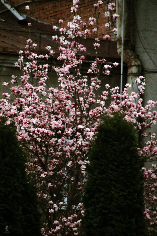 ������ ����, �����������!