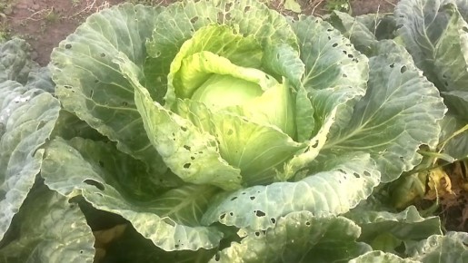 Способы защиты капусты от вредителей: простые советы для дачников