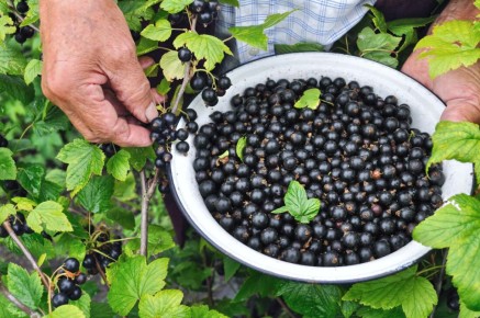 Питательные весенние подкормки для смородины, способные значительно повысить урожай