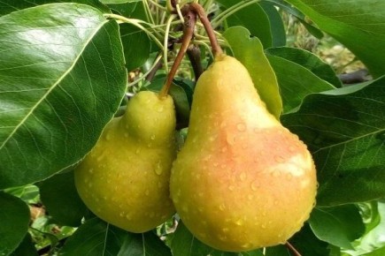 Груша Лада: идеальный выбор для вашего сада в 2025 году