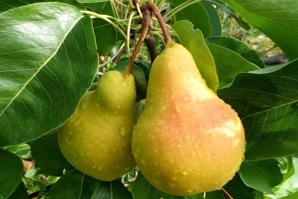 Груша Лада: идеальный выбор для вашего сада в 2025 году