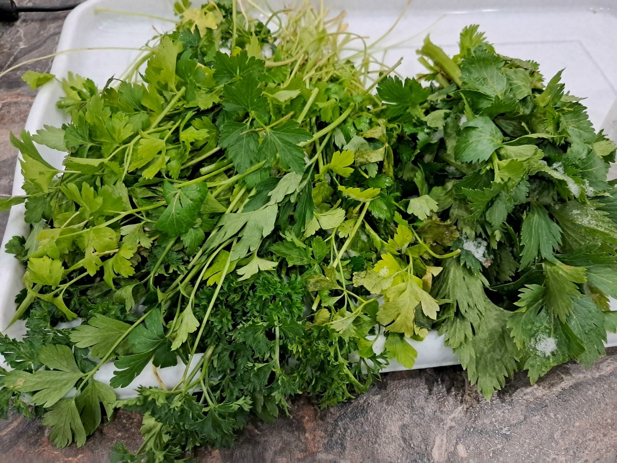 Зеленый чудо-сад: как добиться свежей зелени даже зимой