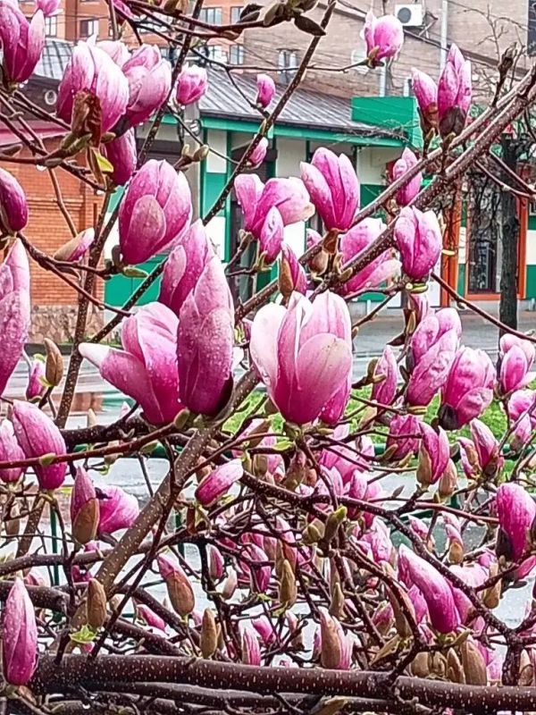 ���� �. �����������. ������ ���� �������������