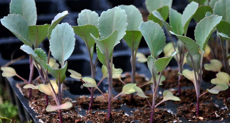 ��� ��������� ������� ������� �������: ������� ��������� ����������