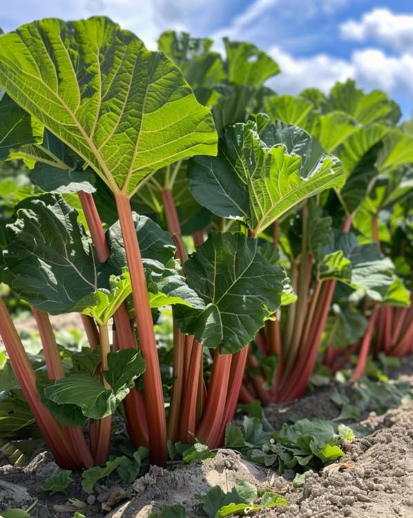 Ревень: секретный герой вашего огорода, который стоит вырастить!