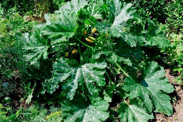 ��� ������� ��������� �������� ������� ��� �������� ������