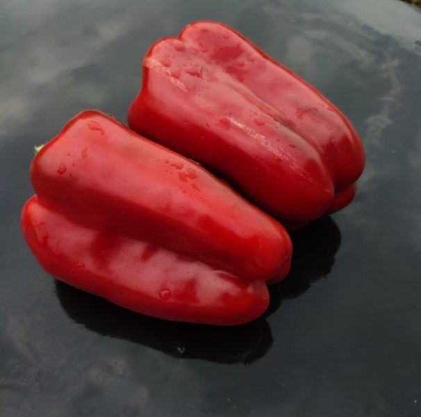 ����� ���� ���: ����� ������� ����� ��� ������ ������