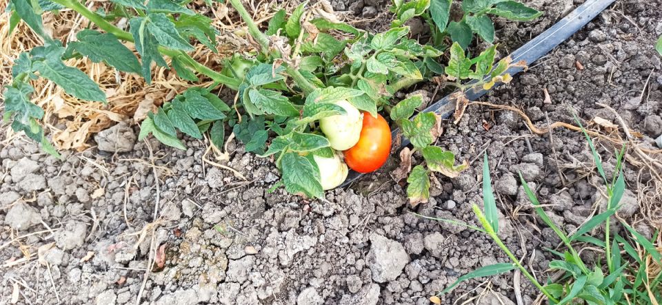 ��� ��������� �� �������� � �������: ��� ��������� � ����������� ���������