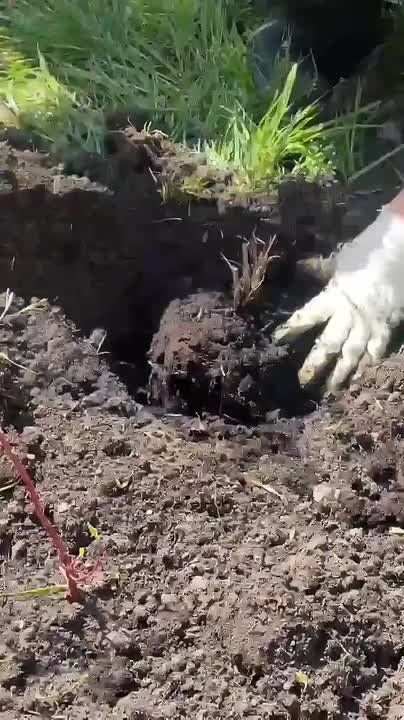 �������, ������������ � ������ �������� � ����������� ����� ������������.