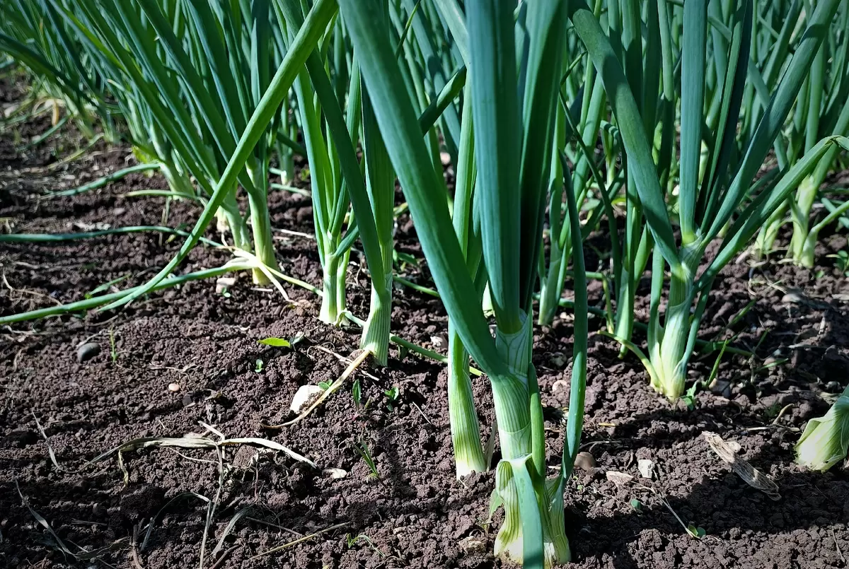 Щипая зелень лука, вы рискуете мелкими луковицами!