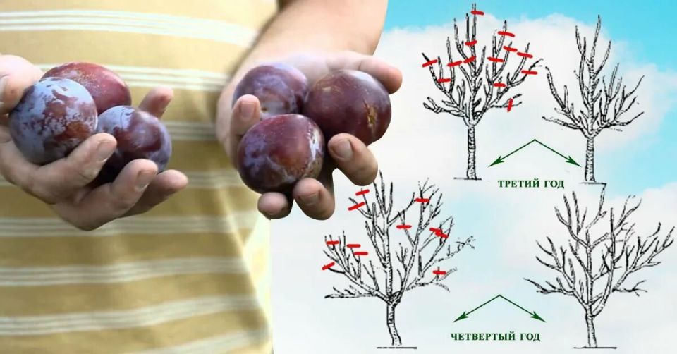 ��� ��������� �������� ����������� ��������: ������� ������