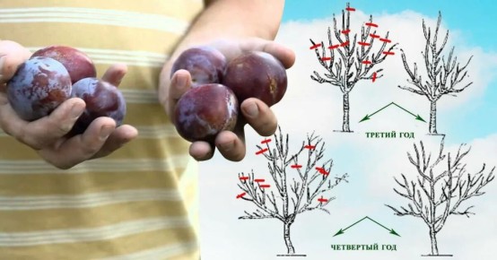 ��� ��������� �������� ����������� ��������: ������� ������