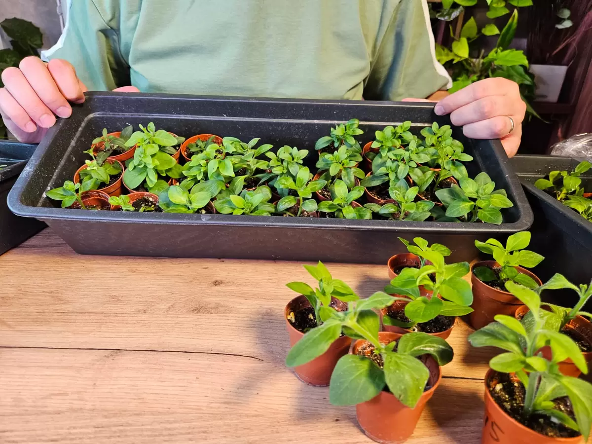 Как правильно ухаживать за черенками петуний: ключевые рекомендации для яркого цветения