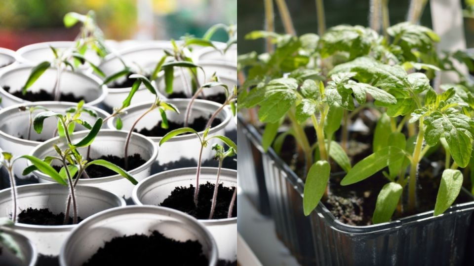 ��� � ������ �� ����������� � ������ ����� ��� �������