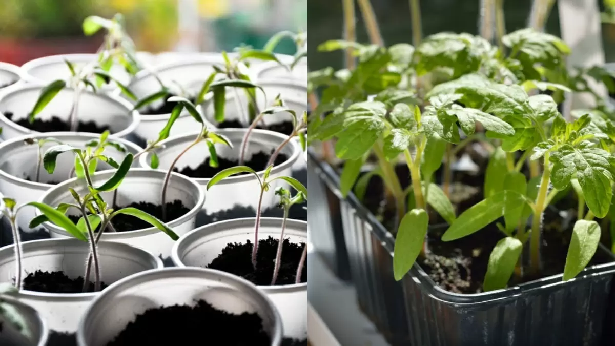 Как я отстал от стаканчиков и выбрал ящики для томатов