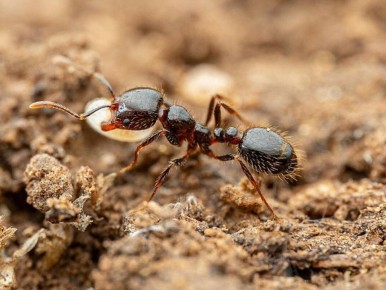 Как эффективно справиться с муравьями: 7 натуральных способов