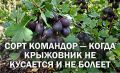Саженцы крыжовника для ленивых: сорт Командор, который прощает ошибки в уходе