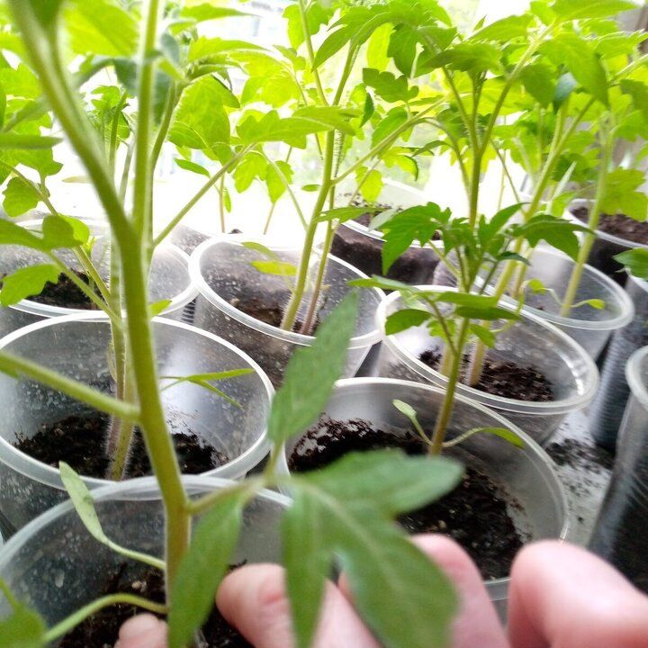 ������ ����� �������� ����� ����� �������: ��� �������, � ������� �� ������������ ������ ��������