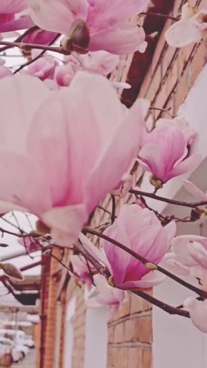 ������ ����, �����������!