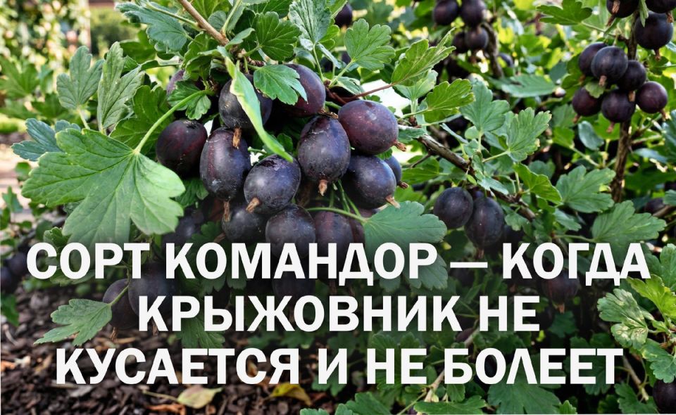 ������� ���������� ��� �������: ���� ��������, ������� ������� ������ � �����