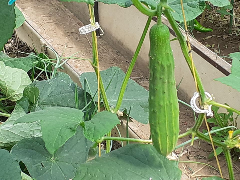 ������, ������� ��������: ����������� ����� '���������� ����'