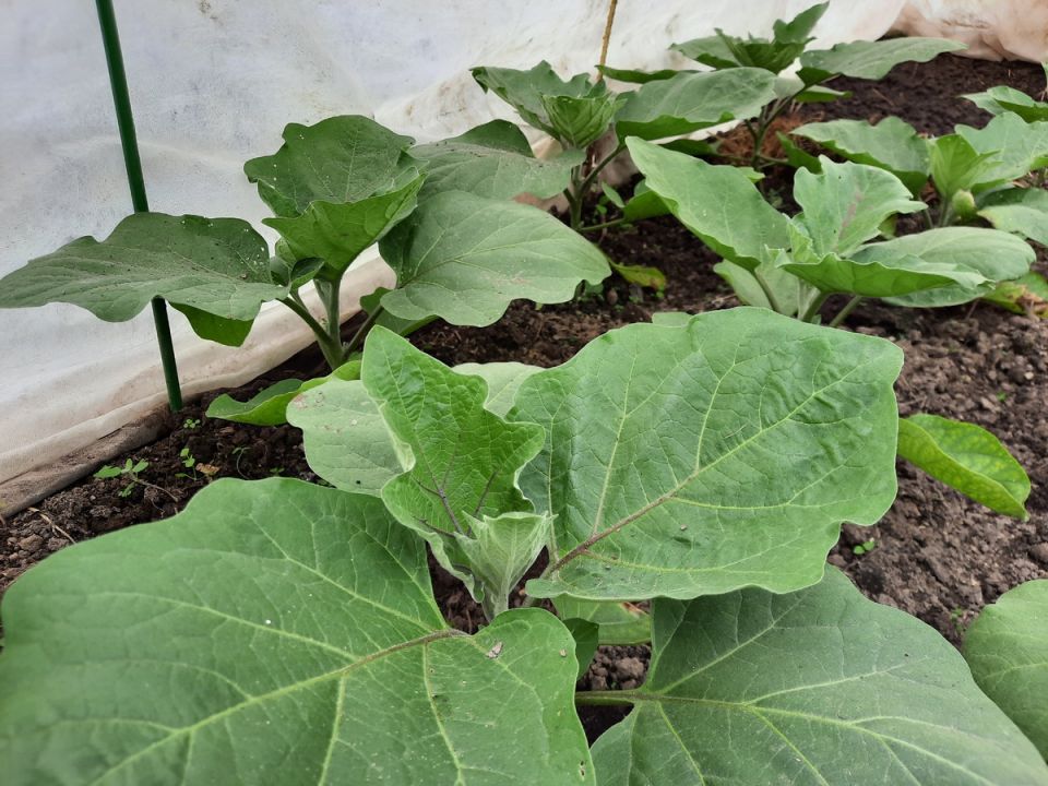 ������ ��� �������� �������� ������