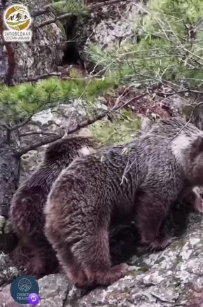 ��������� � ���������� ����������� ���������� ��������� ����������� ������-������